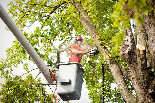 How Our Tree Care Process Works  in  Middlesex, NC